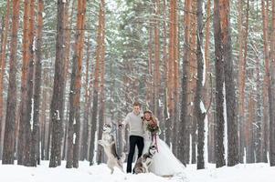 la novia y el novio alegres con dos husky siberianos se posan en el fondo del bosque nevado. foto