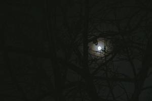 luz de la luna en la noche y ramas de árboles aterradoras foto