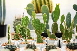 Cactus thorns, cactus succulent plant. Soft and selective focus.