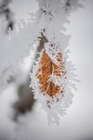 Hoar frost on a leaf.