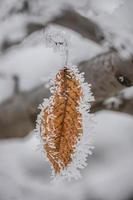 Leaf covered in frost.