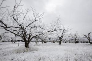 árboles de huerta en campo cubierto de nieve. foto