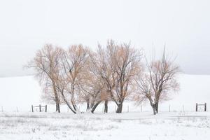 Stand of trees in winter. photo