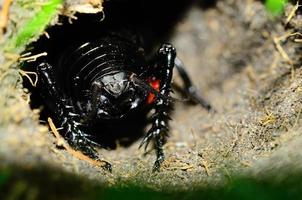 black cricket in hole photo