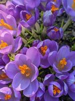 Spring blooming flowers of crocus photo