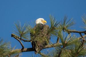Bald eagle perched behind pine boughs.