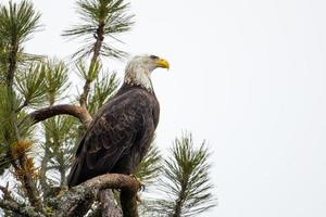 Bald eagle perched on branch. photo