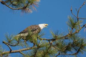 Bald eagle calling out. photo