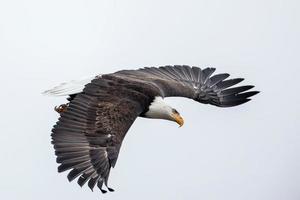 Bald eagle flying up in the sky.