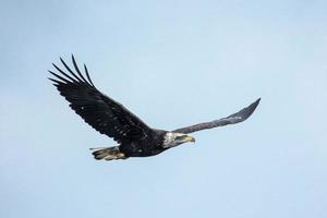 águila calva volando en el cielo. foto