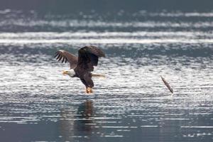 Bald eagle loses the fish. photo