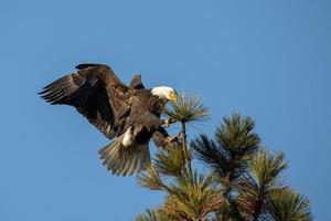 Bald eagle comes in for landing. photo