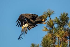 Bald eagle flying from tree top.