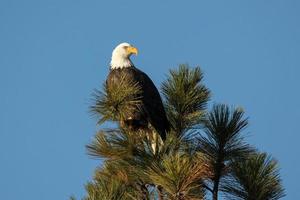 Bald eagle looks to the side.