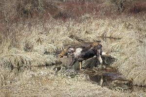 Female moose walks across a stream. photo