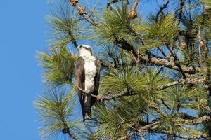 águila pescadora posada en una rama. foto