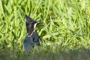 Steller's Jay with grass in its beak. photo
