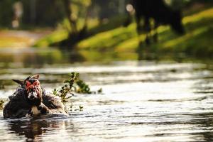 duck in the  water .duck in the  water . photo