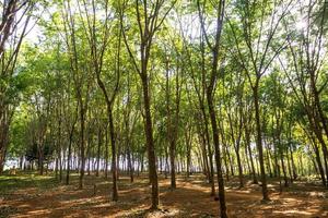 árbol de caucho, plantación de caucho. hermosos árboles bordeados por árboles de caucho foto