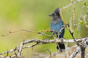 Steller's Jay perched on branch.