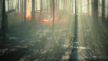 el desastre de los incendios forestales lluviosos está ardiendo causado por humanos