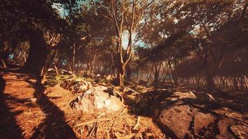 Deep tropical jungle in darkness photo