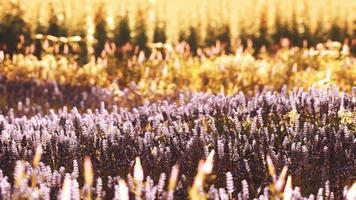 campo de lavanda floreciente bajo los colores de la puesta de sol de verano foto