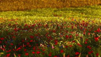 hermoso campo de amapolas durante el amanecer foto