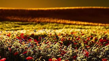 hermoso campo de amapolas durante el amanecer foto