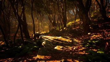 espeluznante místico mágico bosque profundo foto