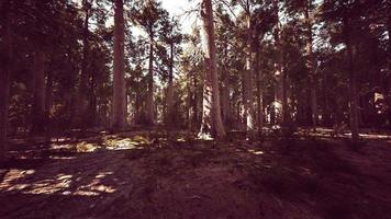 Sequoia Tree in Yosemite National Park photo