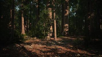 Giant sequoia trees towering above the ground in Sequoia National Park photo