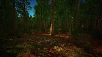 Giant Sequoias Trees or Sierran redwood growing in the forest photo