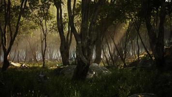 misty morning in the woods with rays of light in the forest photo