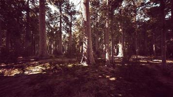 Giant Sequoias Trees or Sierran redwood growing in the forest photo