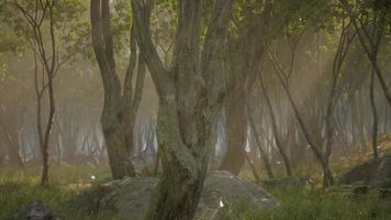 misty morning in the woods with rays of light in the forest photo