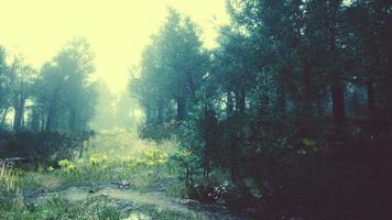 Foggy summer morning in the mountains photo