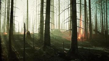 Wildfire burns ground in forest photo