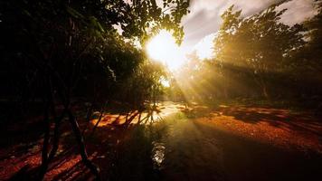 pond in a forest with fog photo