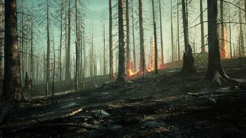 el desastre de los incendios forestales lluviosos está ardiendo causado por humanos