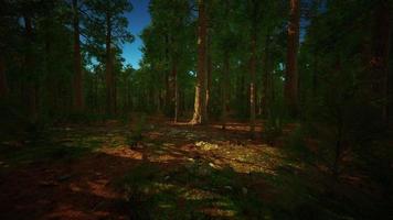 Sequoia Tree in Yosemite National Park photo