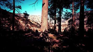 Scale of the giant sequoias of Sequoia National Park photo
