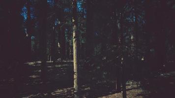 Scale of the giant sequoias of Sequoia National Park photo