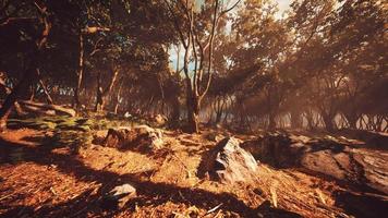 misty morning in the woods with rays of light in the forest photo