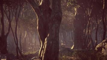 creepy mystic magic deep forest photo