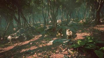 misty morning in the woods with rays of light in the forest photo