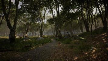 Deep tropical jungle in darkness photo