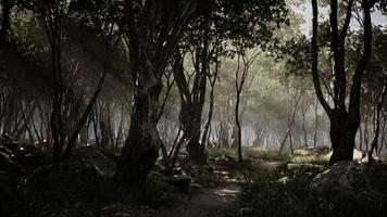 espeluznante místico mágico bosque profundo foto