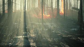 Wildfire quema la tierra en el bosque foto