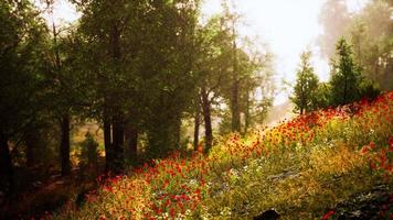 hermosa vista del idílico paisaje montañoso alpino con prados florecientes